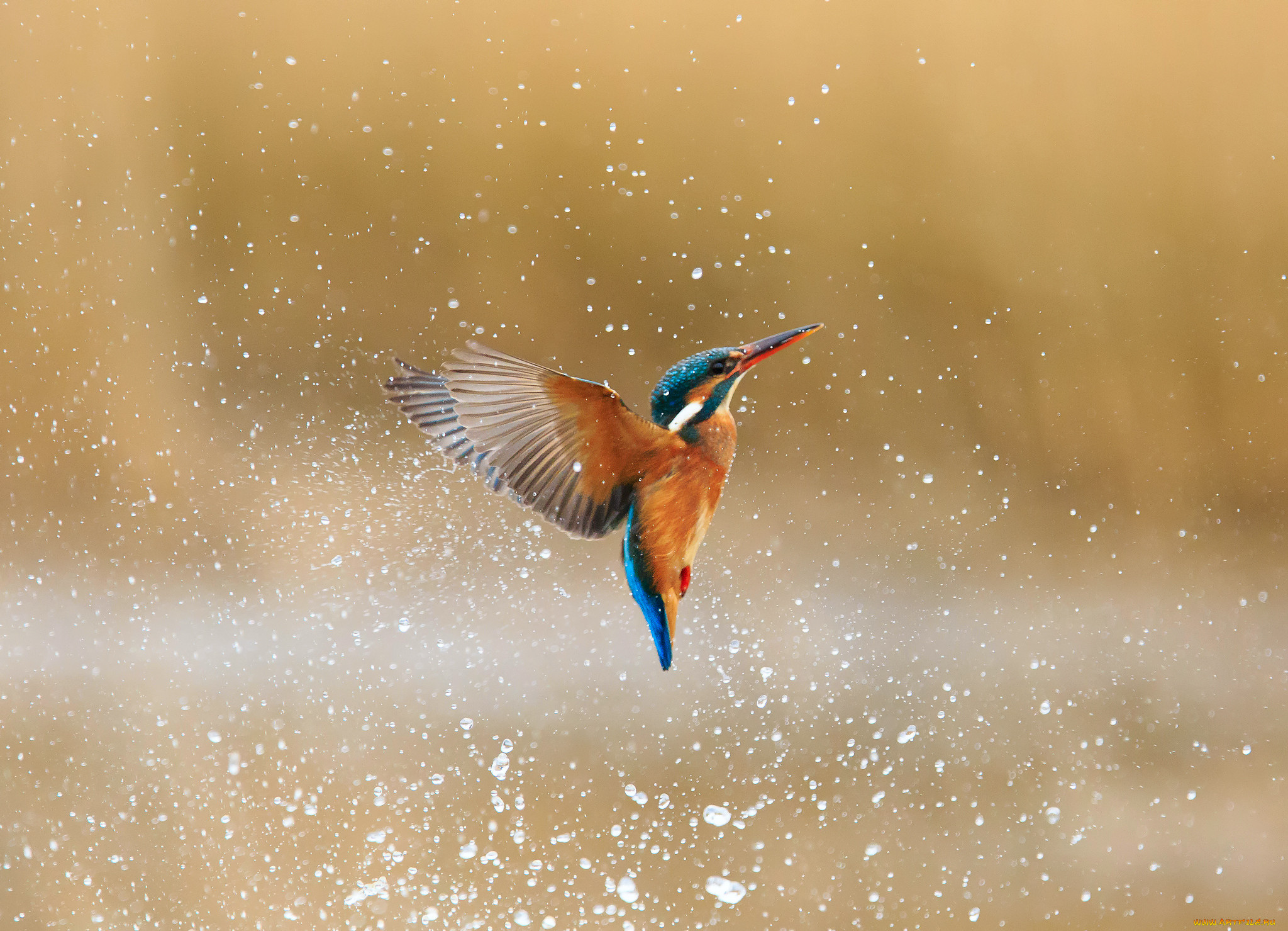 , , , , , kingfisher, alcedo, atthis, , , 